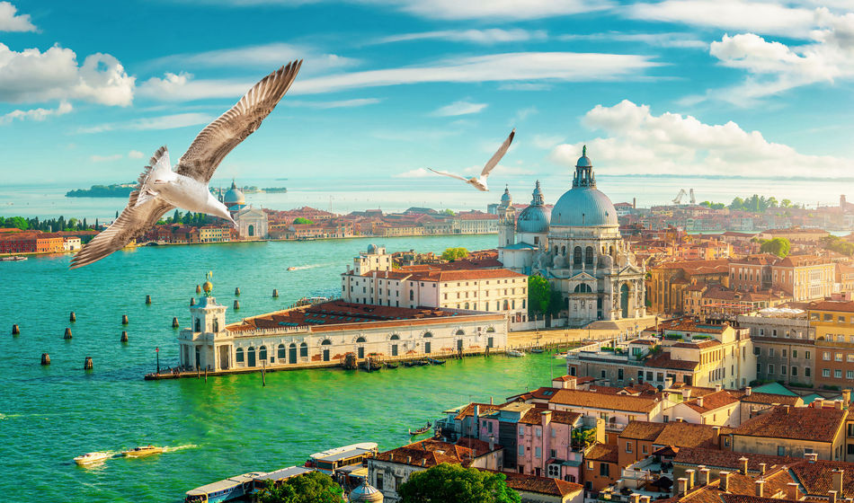 birds, seagulls, Venice, Venezia, Italy