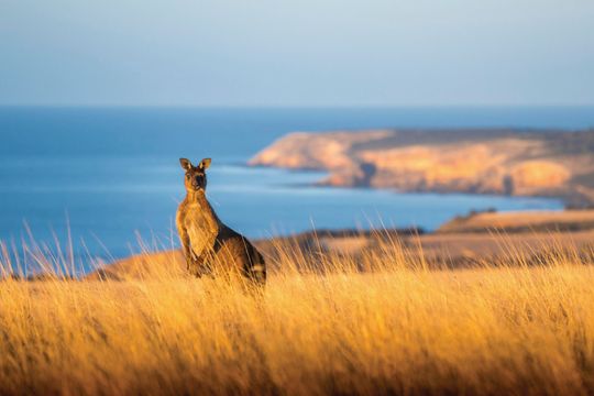 Kangaroo, Kangaroo Island, South Australia, Australia