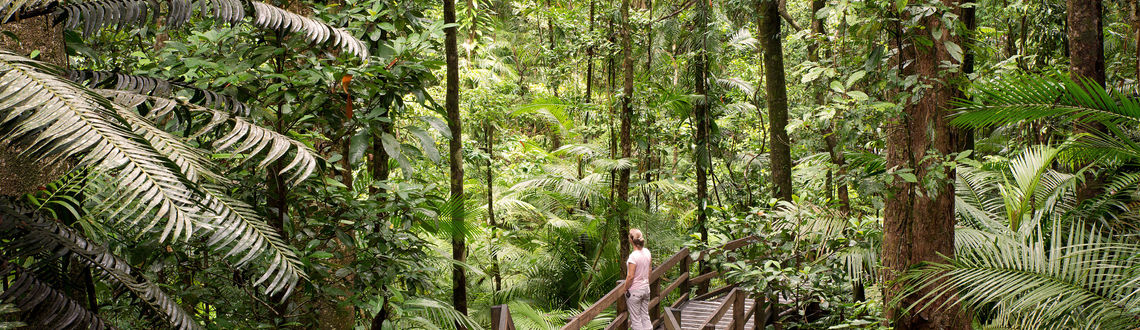 Daintree National Park, Queensland Australia, forests in Australia, australian forests, forests in Pacific, Pacific forests