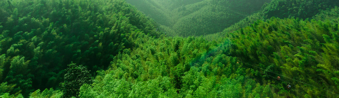 Shunan Bamboo Sea, bamboo forest, Chinese forests, forests in China, asian forests, forests in asia