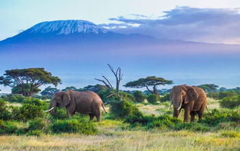 Two Elephants and Kilimanjaro mountain (photo via squashedbox/iStock/Getty Images Plus)