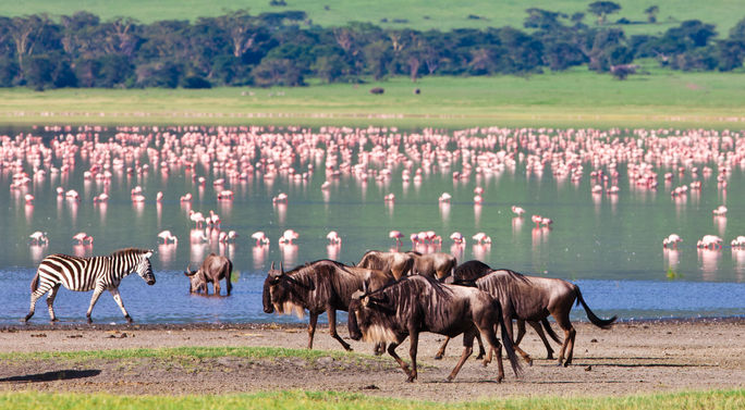 Animals at a watering hole in the Ngorongoro Crater, Tanzania.