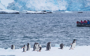 Guests view Gentoo penguins from a zodiac.