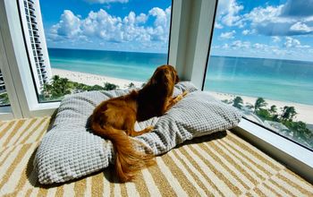 Barktober at Trump International Beach Resort