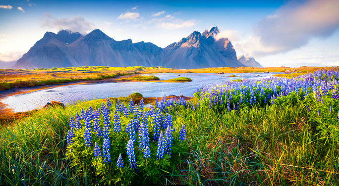 Blooming lupine flowers on the Stokksnes headland, Iceland.