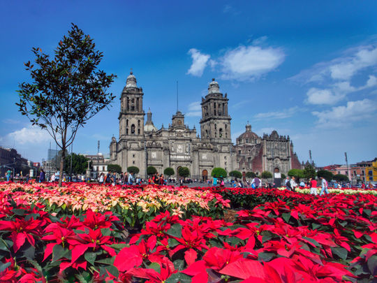 Cathedral and Poinsettias in Mexico City