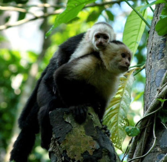 Costa Rica is a paradise for those looking for experiences in one of the richest biodiversity in Central America. (Photo via Arenal Volcano National Park).