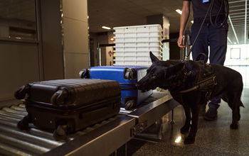 Security worker and dog conducting bag search at airport