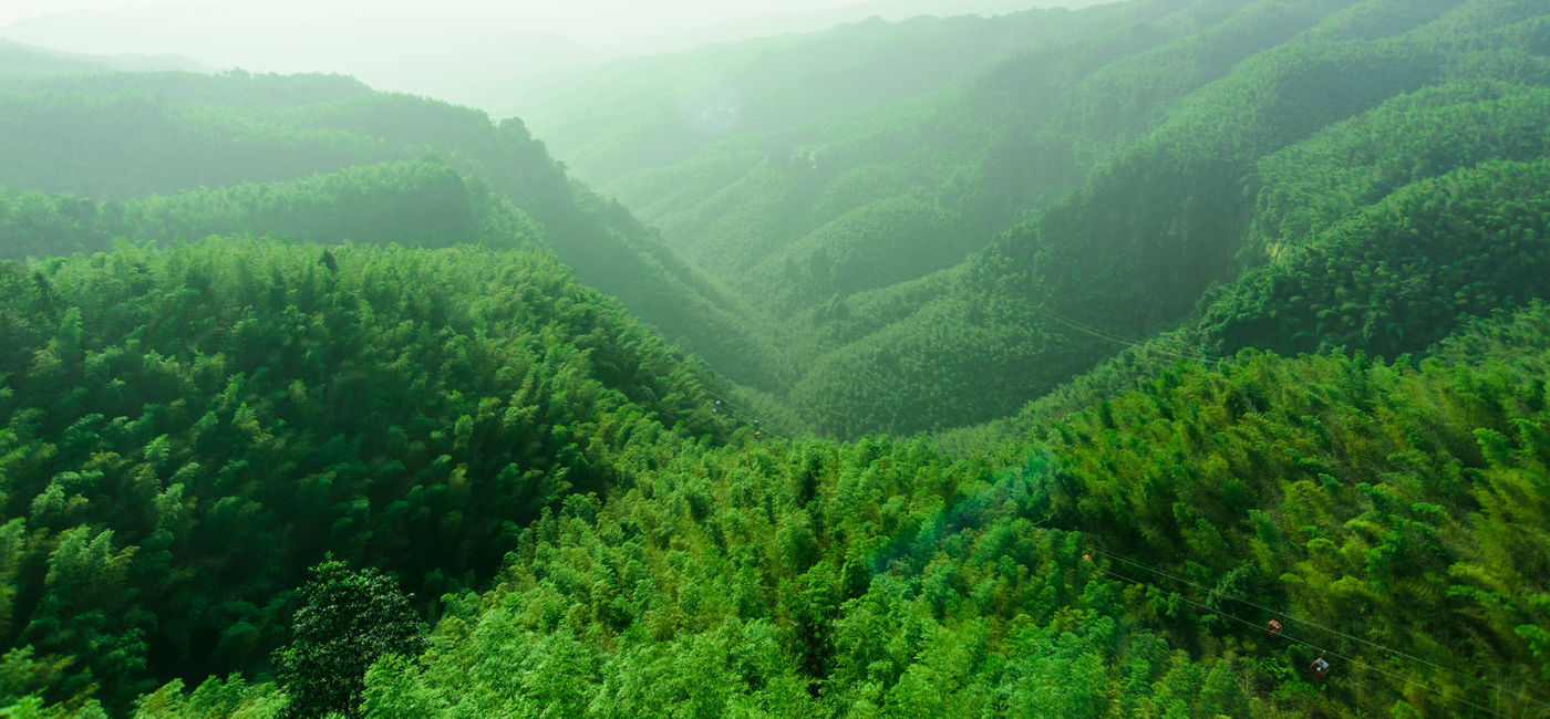 Image: Aerial view of the largest bamboo forest in the world, Shunan Bamboo Sea National Park in China. (photo via hejuan / iStock / Getty Images Plus) (Photo Credit: (photo via hejuan / iStock / Getty Images Plus))