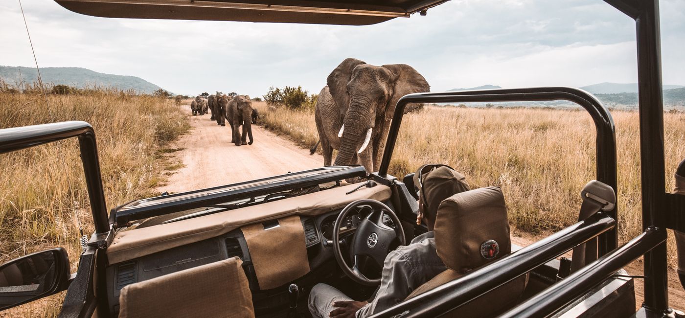 Image: Game drive in Africa. (Photo Credit: Collette)