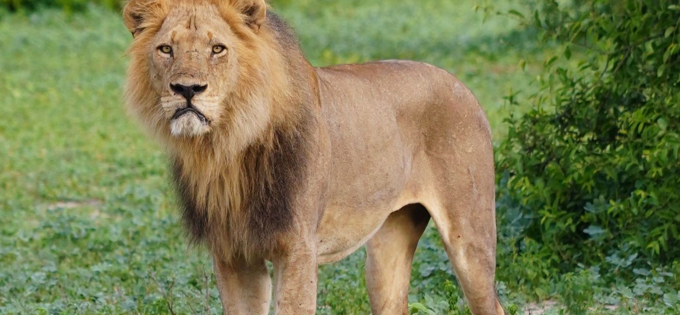 Image: Lion on an African safari. (photo by Jessica Kelly)