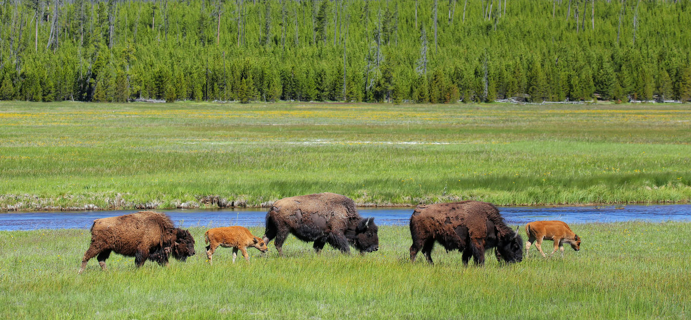 Image: Wild bison grazing at Yellowstone National Park, Wyoming. (Photo Credit: Adobe Stock/donyanedomam)