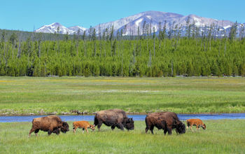 Wild bison grazing at Yellowstone National Park, Wyoming.