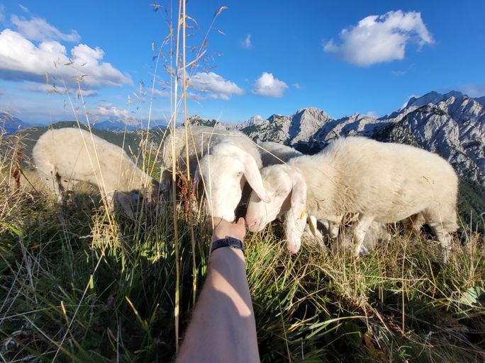 Sheep salting.