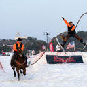 Skijoring, horses, winter