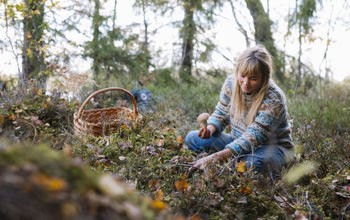 Foraging in Helgö, Småland, Sweden