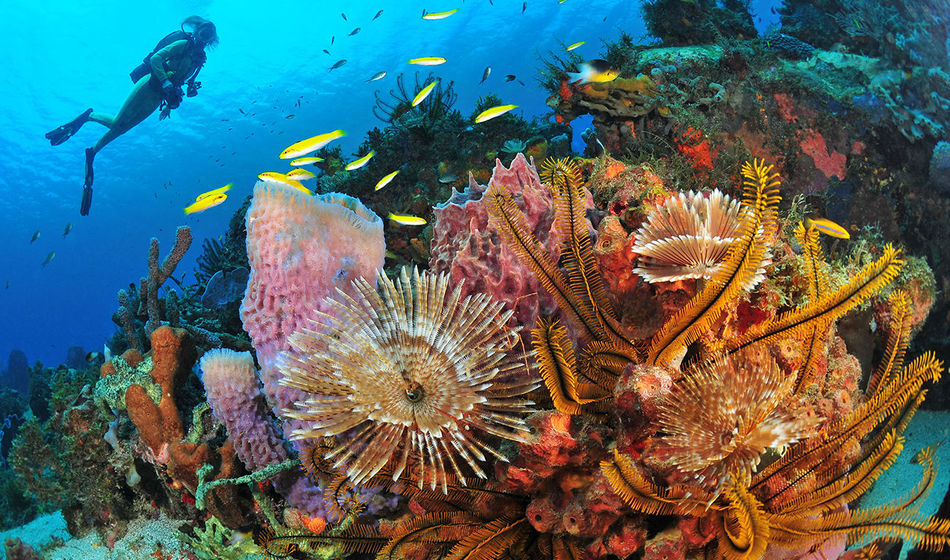 Martinique Diving &#169; R.Pakiela