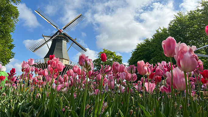 Tulips in the Netherlands